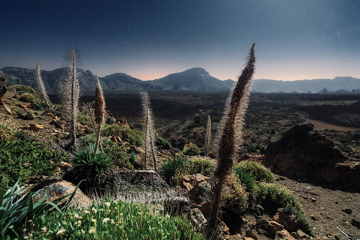 canaryisland3