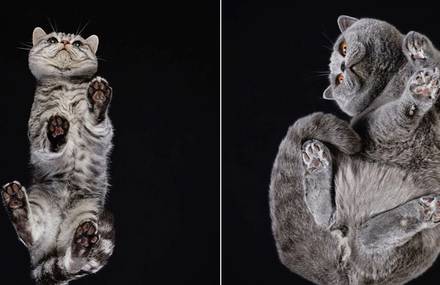 Pictures of Cats from Underneath