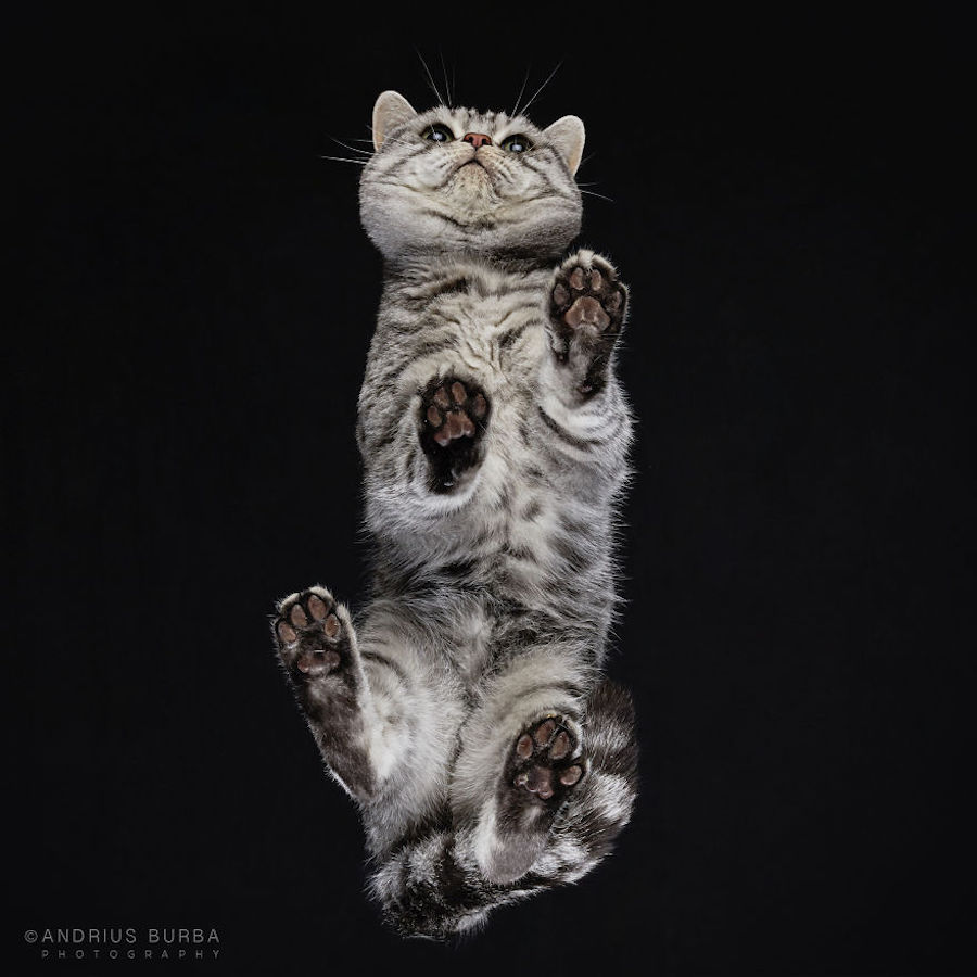 catsbelow2