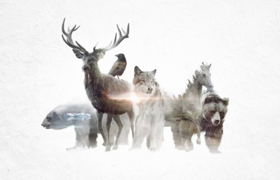 Animated Double Exposure of Animals