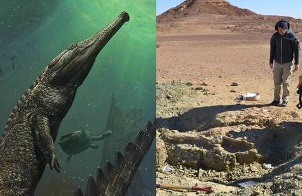 Giant Prehistoric Crocodile Discovered in Tunisia