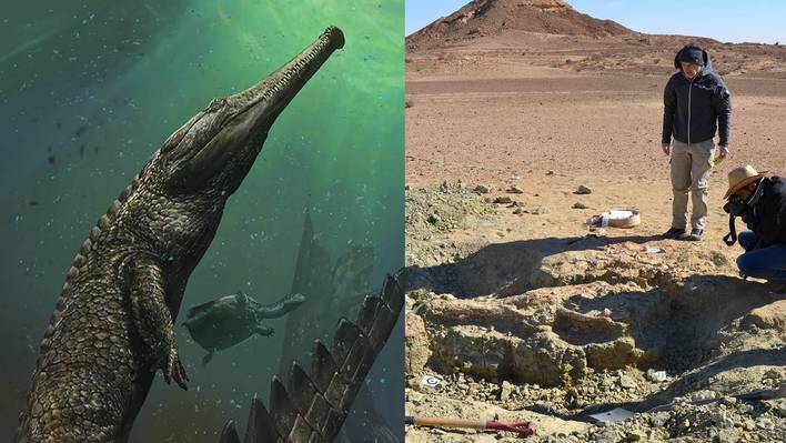 Giant Prehistoric Crocodile Discovered in Tunisia