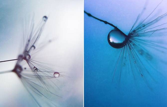 Dewdrops on Dandelion Seeds Photography