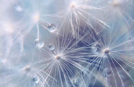 Dewdrops on Dandelion Seeds Photography