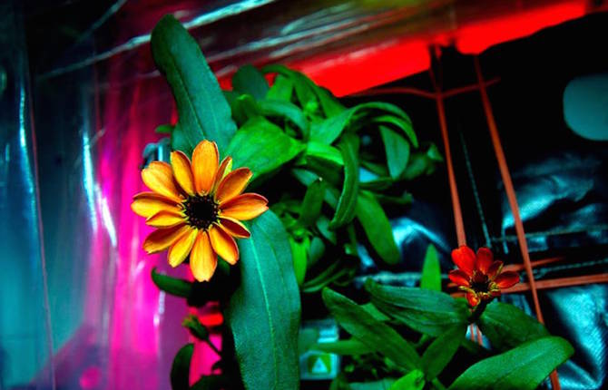First Flower to Bloom in Space Photos