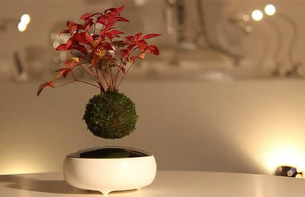 Floating Bonsai Tree