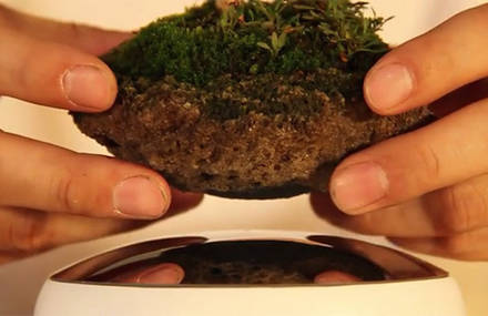 Floating Bonsai Tree