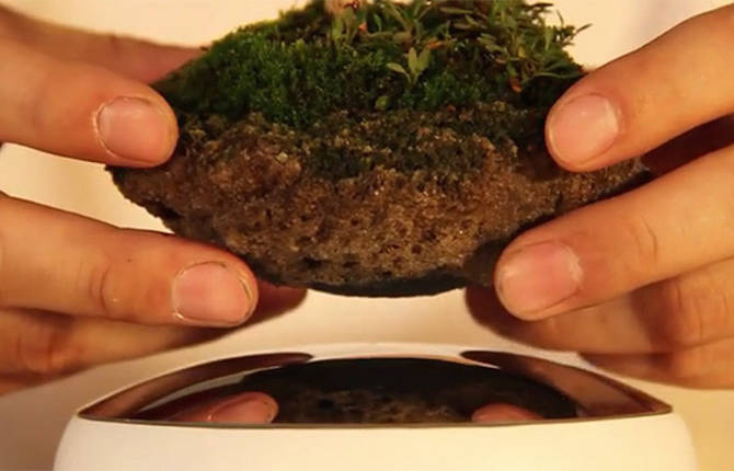 Floating Bonsai Tree