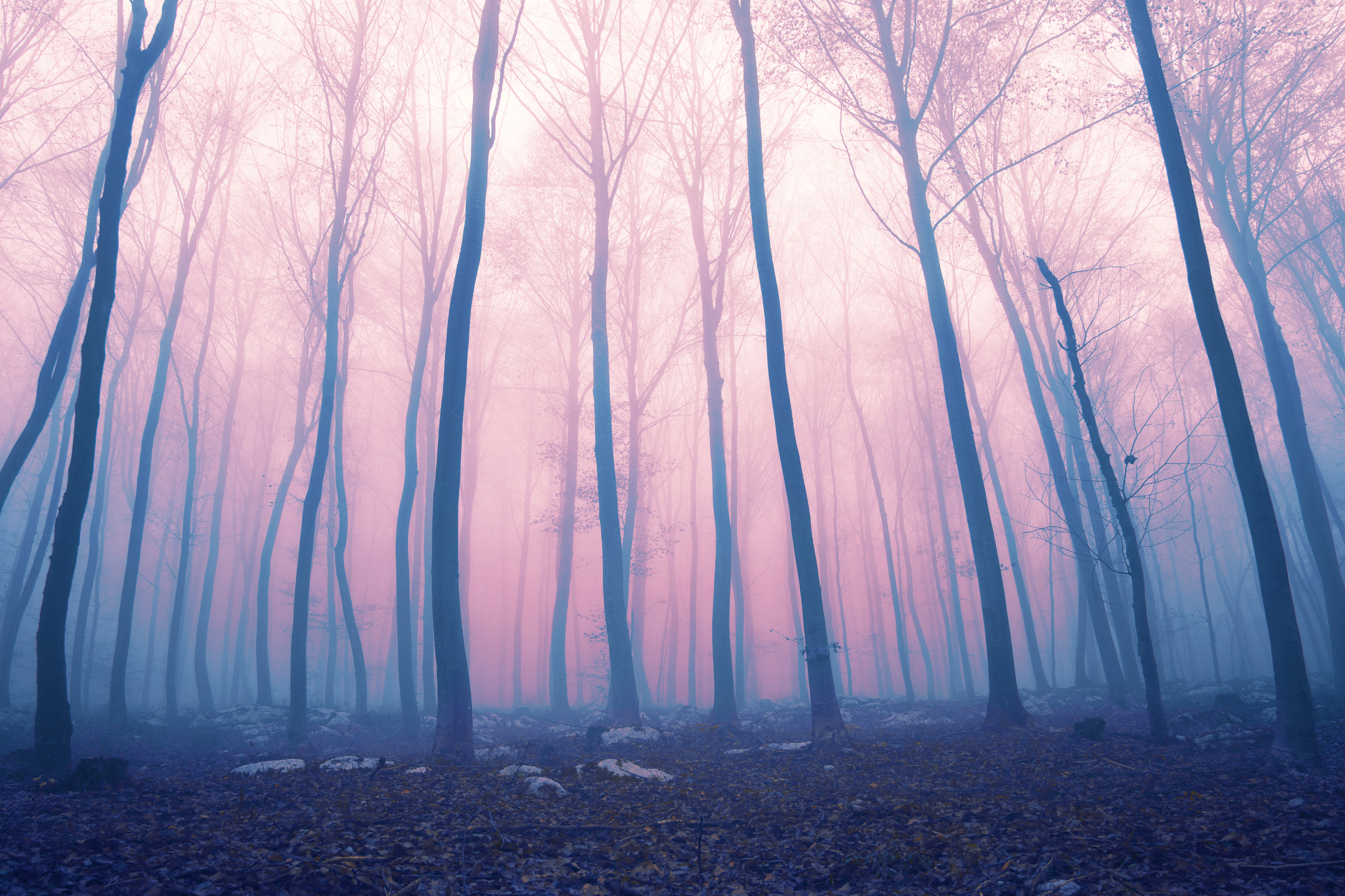 Fantasy color foggy fairytale forest