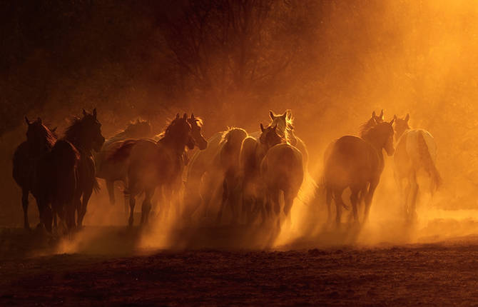 Impressive and Powerful Horses Photos