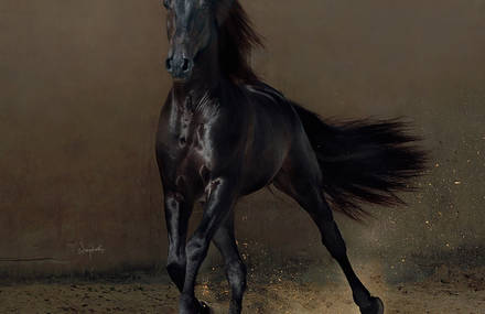 Impressive and Powerful Horses Photos
