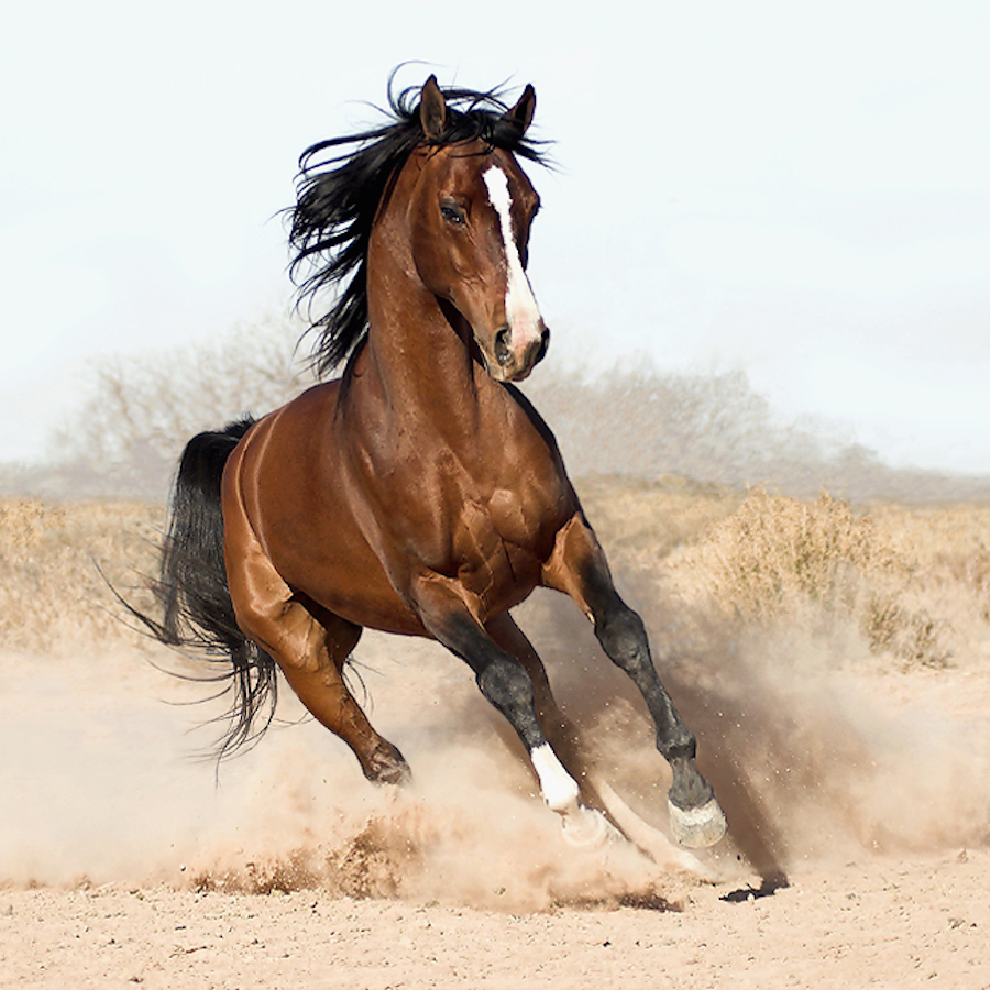 impressivepowerfulhorses-14