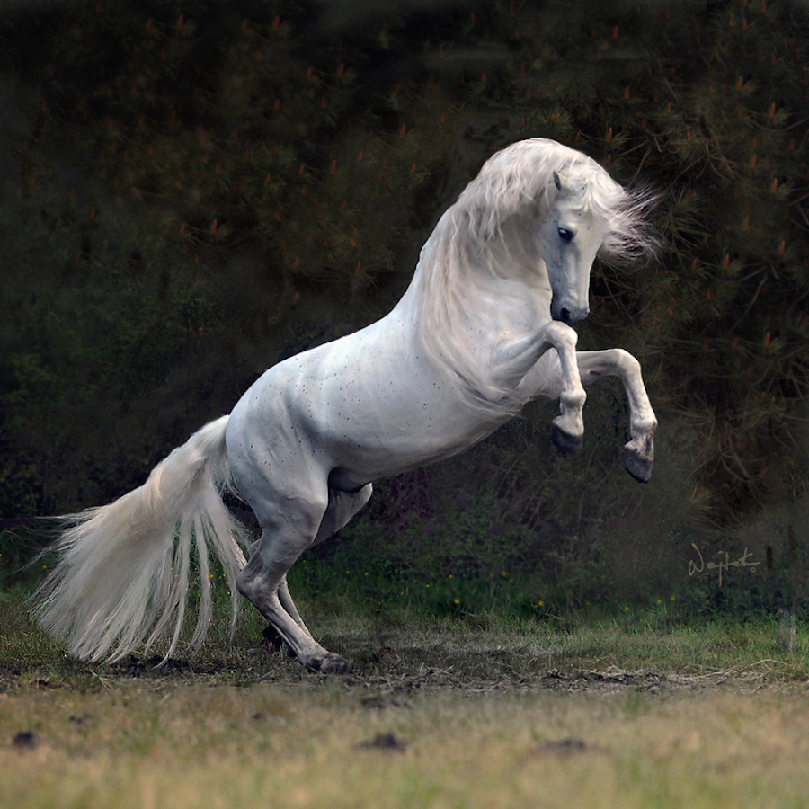 impressivepowerfulhorses-2