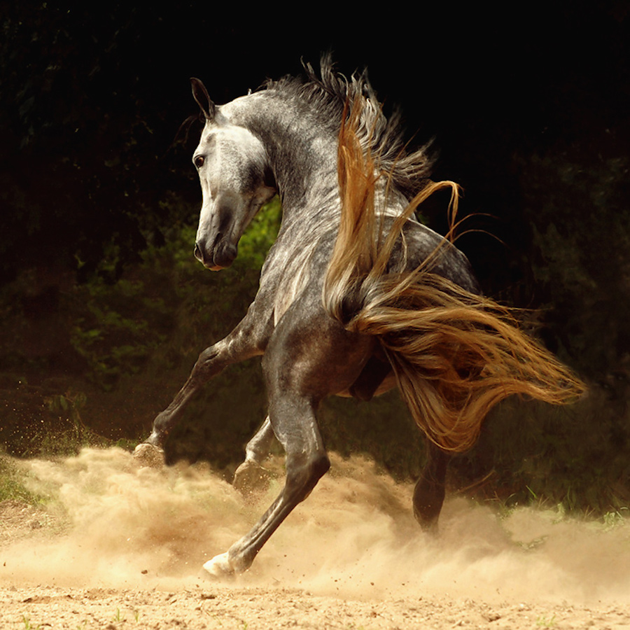 impressivepowerfulhorses-6