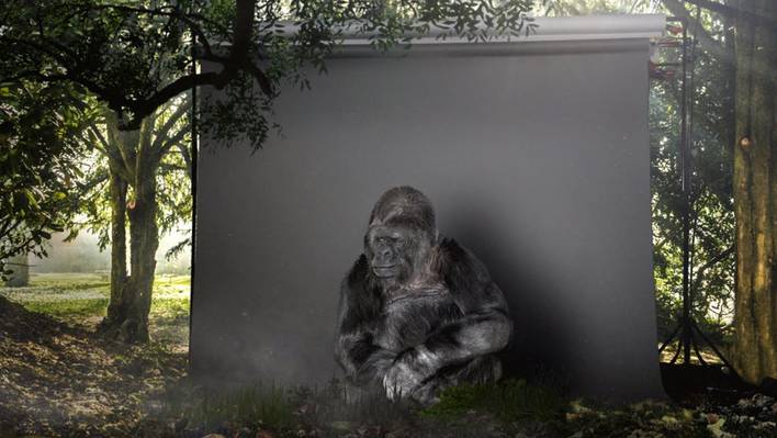 Koko The Gorilla Can Talk with Humans