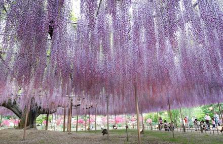 The Most Gorgeous Wisteria Tree in Japan