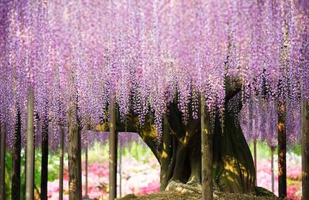The Most Gorgeous Wisteria Tree in Japan