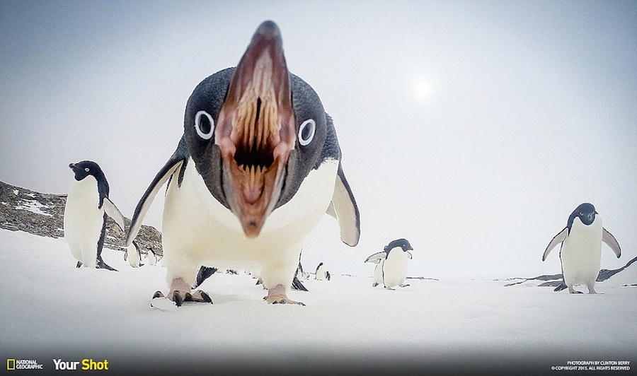 Hay Editor! Caption this - the Penguins