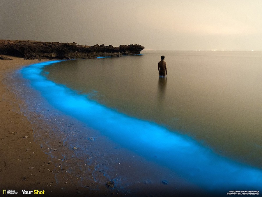 Houcheraghy (Phytoplankton)