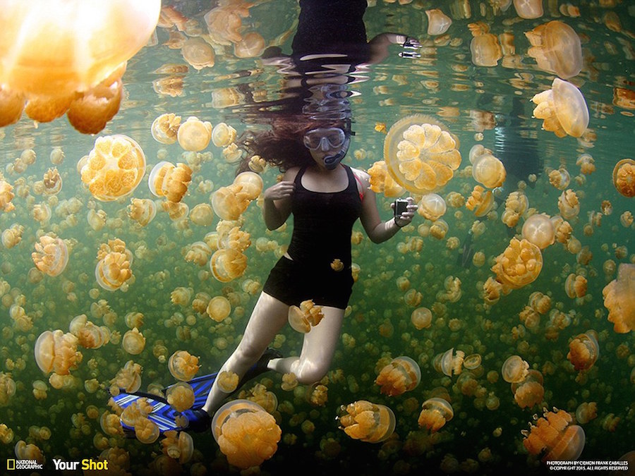 Palau Jellyfish Lake