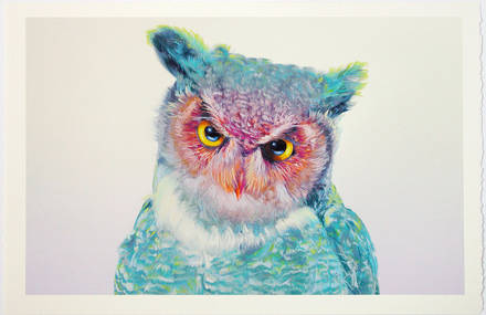 Wonderful Owls Illustrations