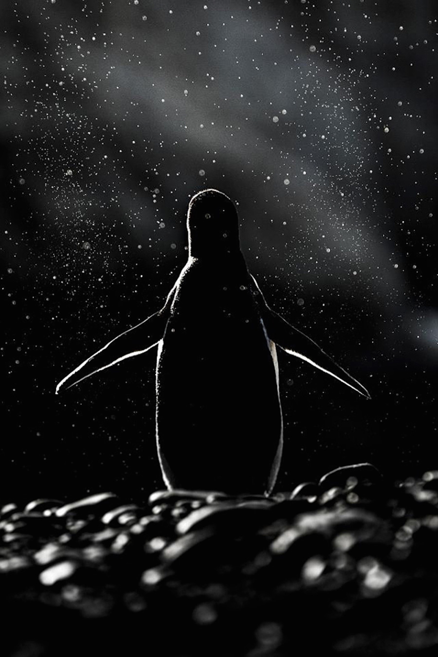 penguin-10