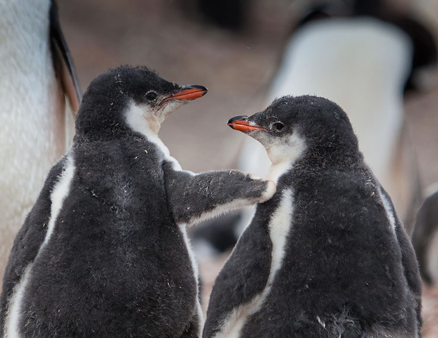 penguin-16