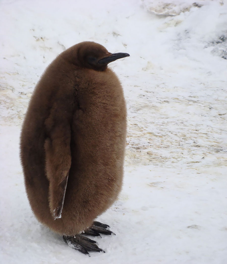 penguin-17