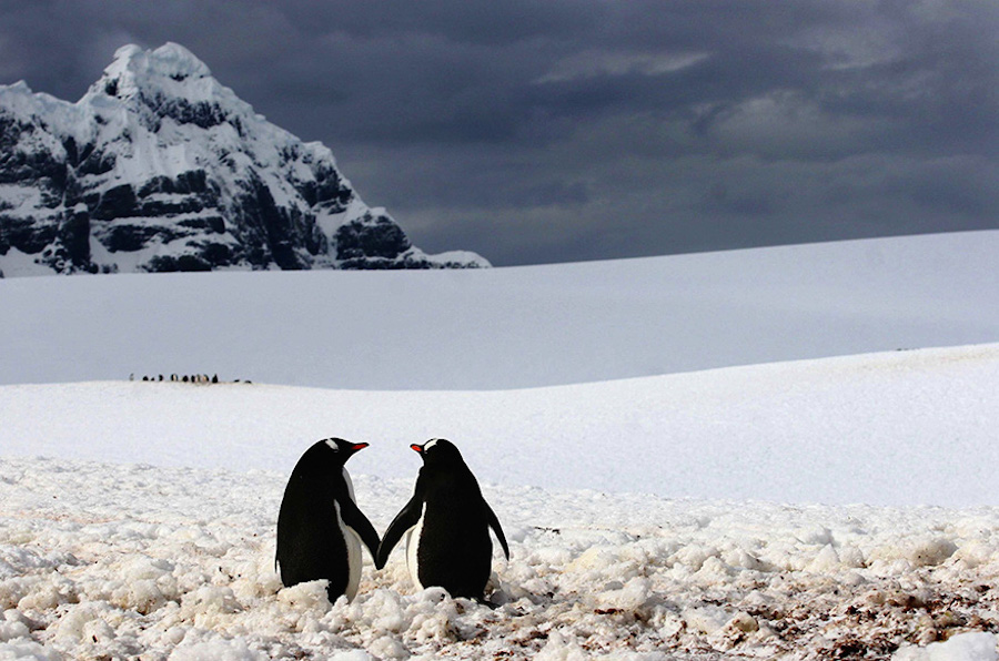penguin-18