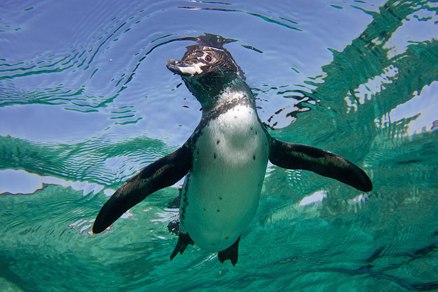 penguin-19