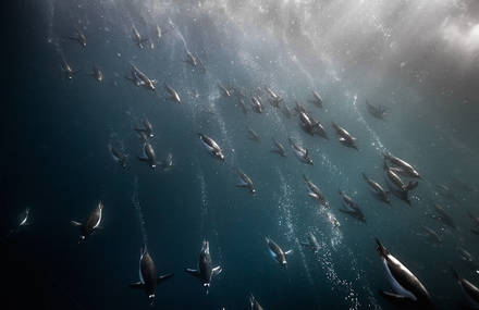 Penguin Awareness Day Photography