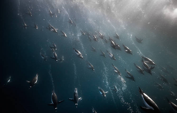 Penguin Awareness Day Photography