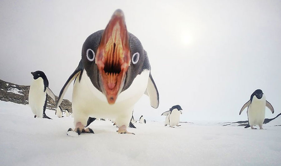 penguin-20