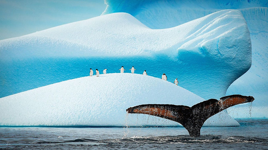penguin-4