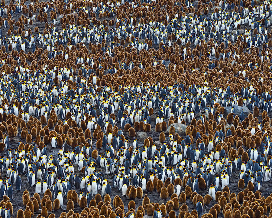 penguin-5