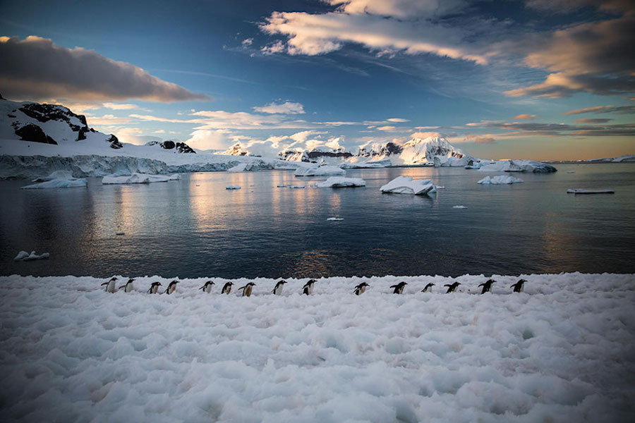 penguin-7