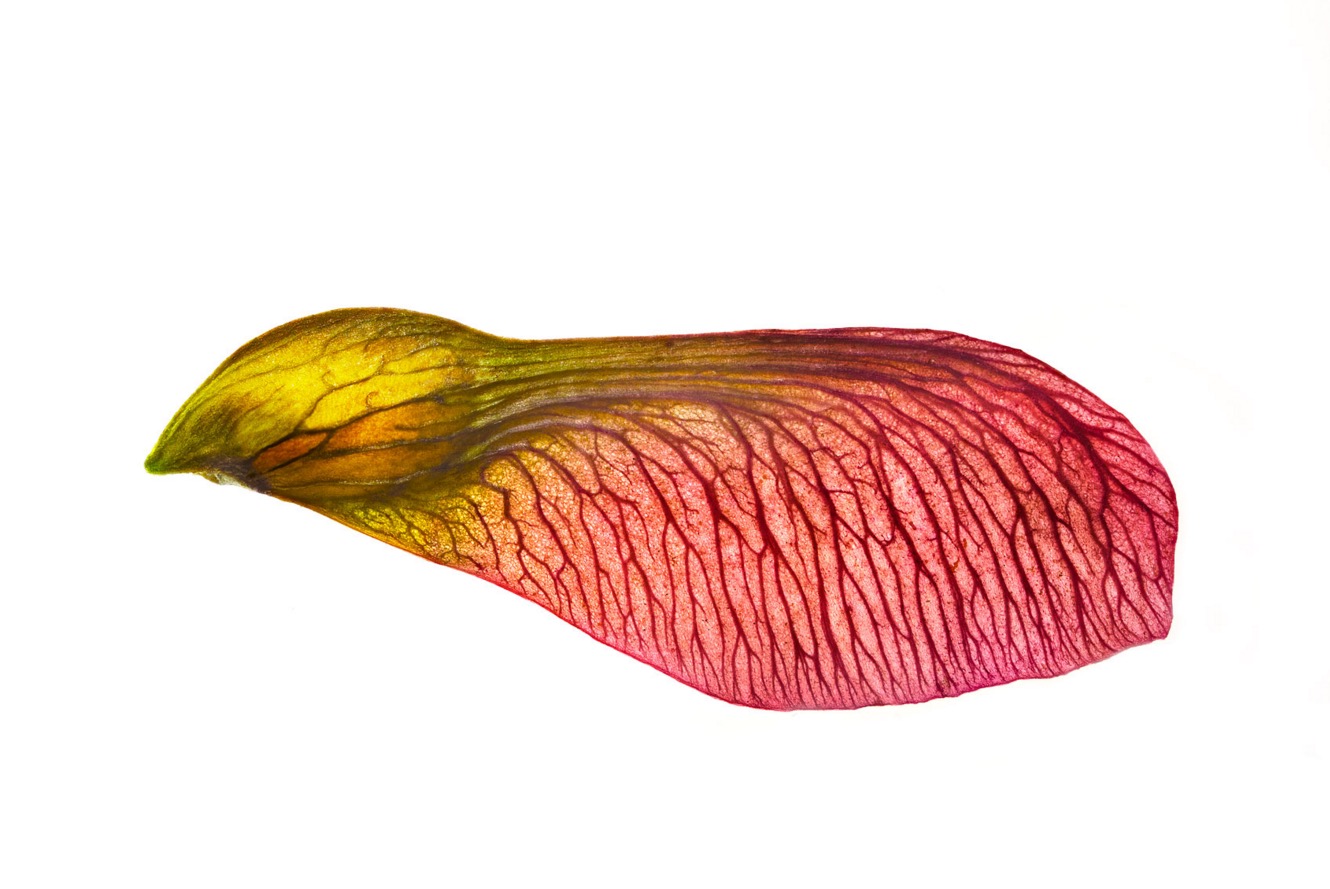 seeds-2
