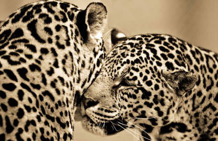 Sepia Portraits of Big Cats