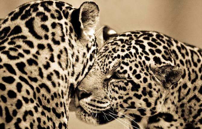 Sepia Portraits of Big Cats