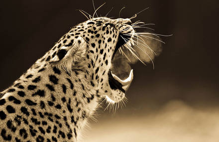 Sepia Portraits of Big Cats