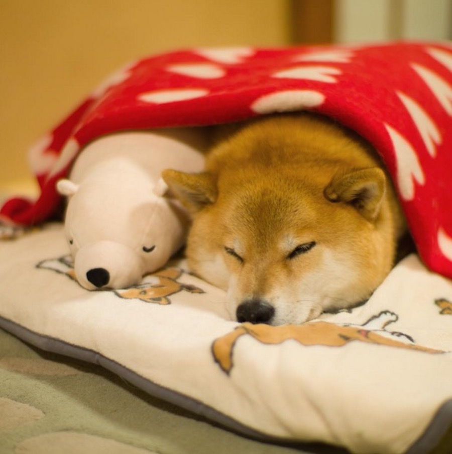 shibainu-2