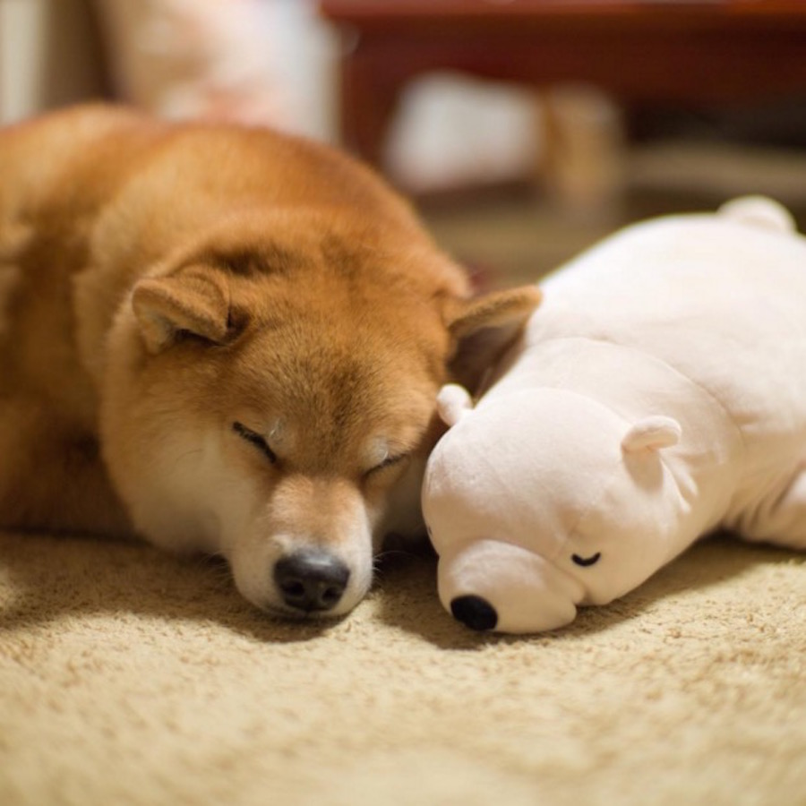 shibainu-4