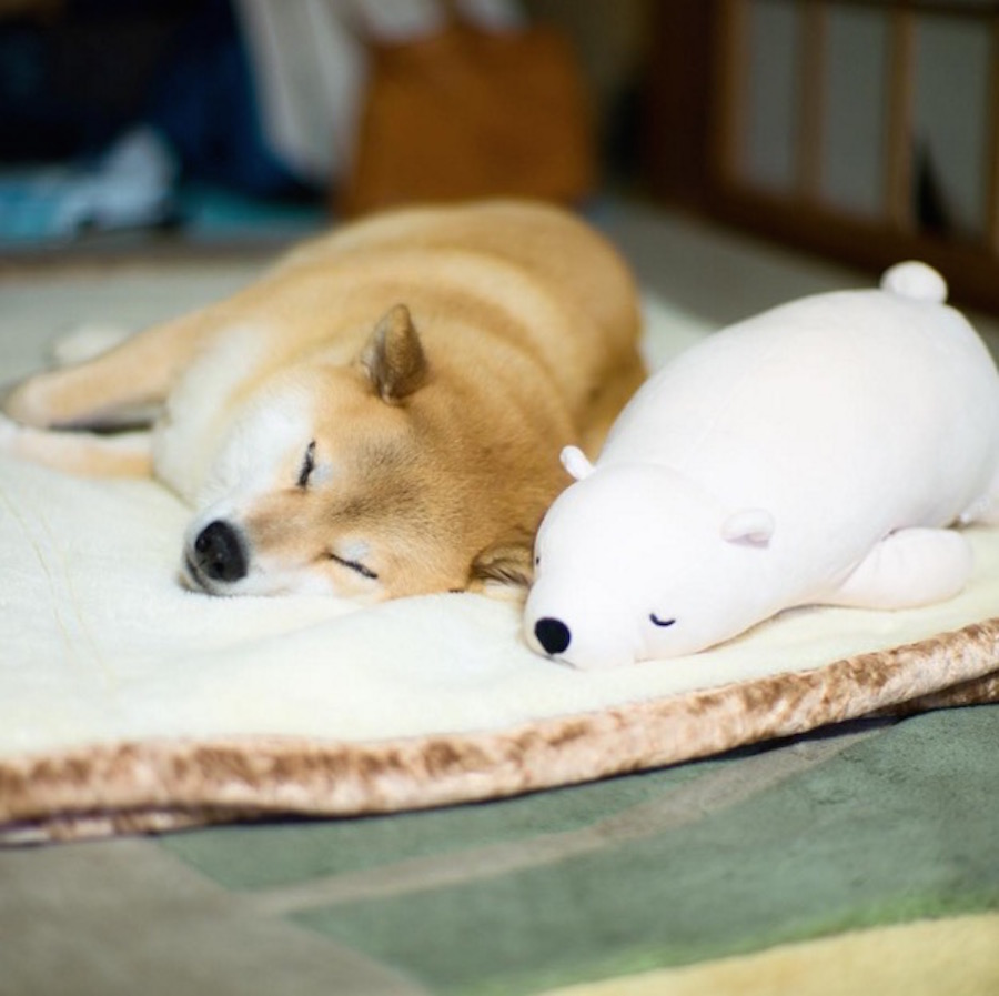 shibainu-5