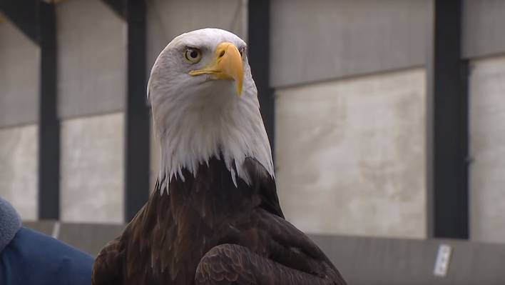 Dutch Police Recruits Eagles to Catch Drones