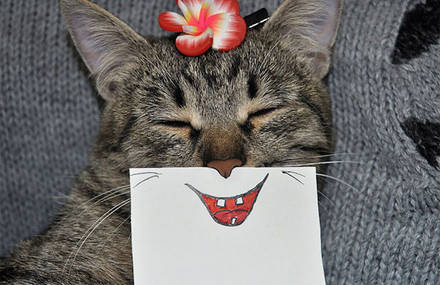 Funny Cat Facial Expressions Drawings