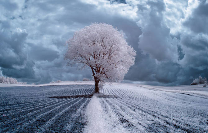 Infrared Photography of Nature