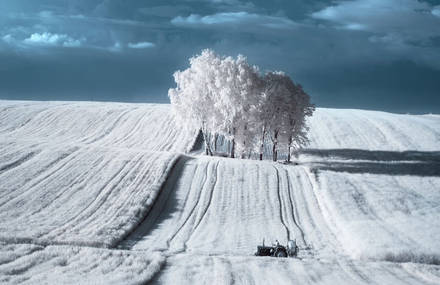 Infrared Photography of Nature