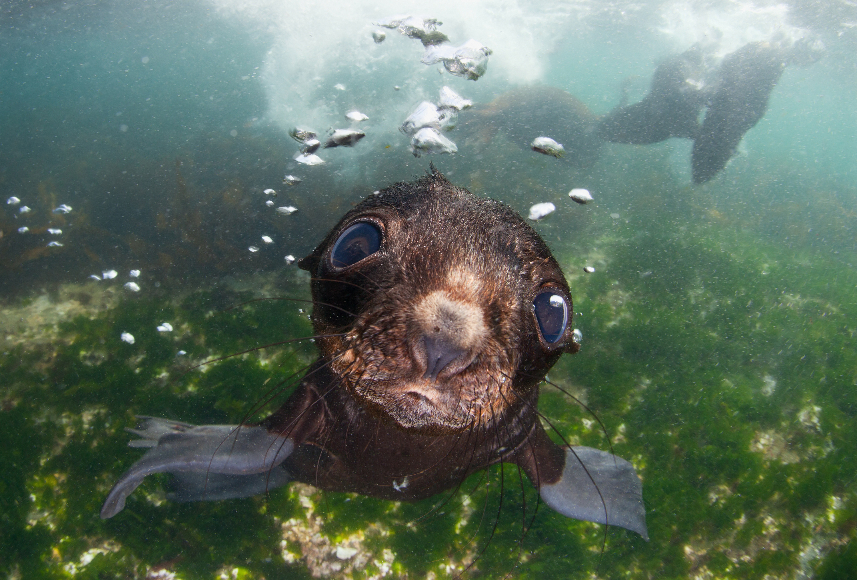 Sea baby