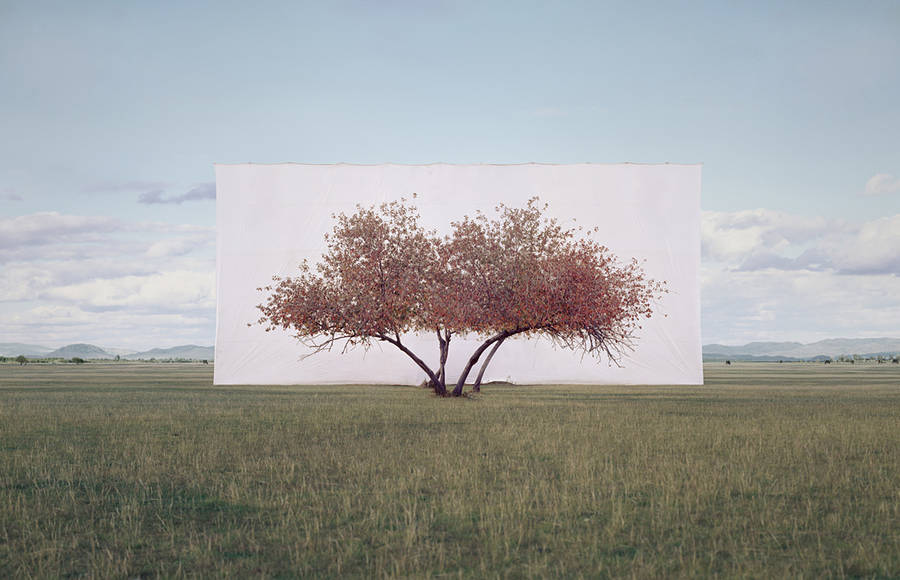 Real Trees on Canvas Background