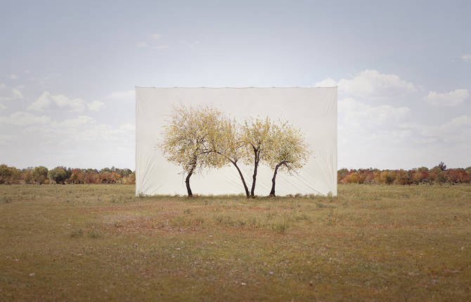 Real Trees on Canvas Background